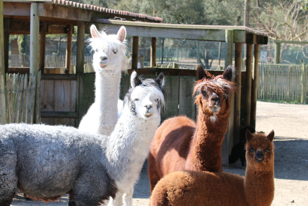 Animale noi la Grădina Zoologică Târgu Mureș! / Új állatok a Marosvásárhelyi Állatkertben! 122139img 3899