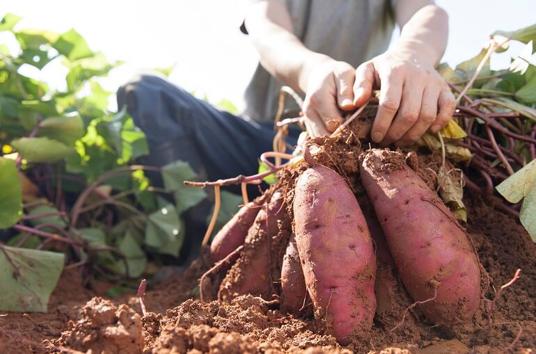 Producția record de cartofi dulci din sudul României surprinde în 2024 Grow Sweet Potato in the Backyard 1