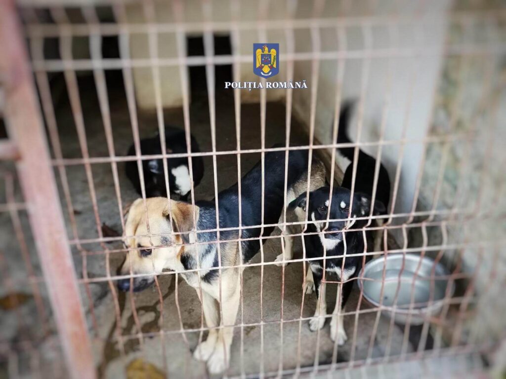 Percheziții desfășurate de polițiștii Biroului pentru Protecția Animalelor Mureș, în județul Sibiu Imagine WhatsApp 2024 09 19 la 14.12.43 18285a92 1