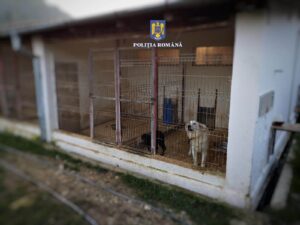 Percheziții desfășurate de polițiștii Biroului pentru Protecția Animalelor Mureș, în județul Sibiu 2 Imagine WhatsApp 2024 09 19 la 14.12.43 61498fd3 1