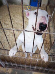 Percheziții desfășurate de polițiștii Biroului pentru Protecția Animalelor Mureș, în județul Sibiu 3 Imagine WhatsApp 2024 09 19 la 14.12.43 672996ab 1