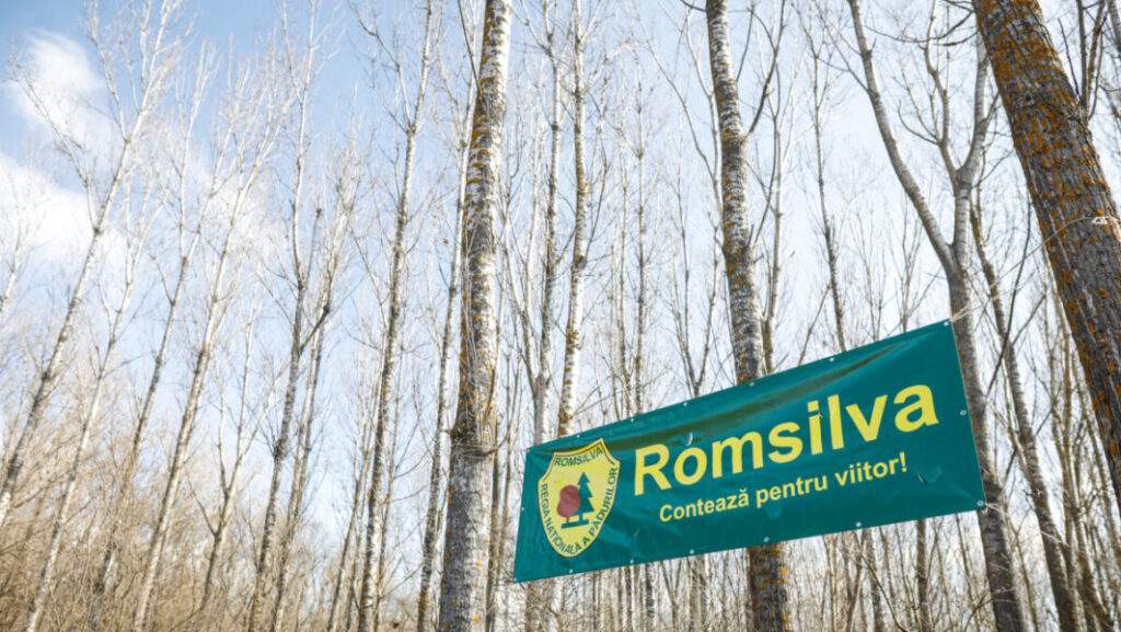 taieri directori romsilva