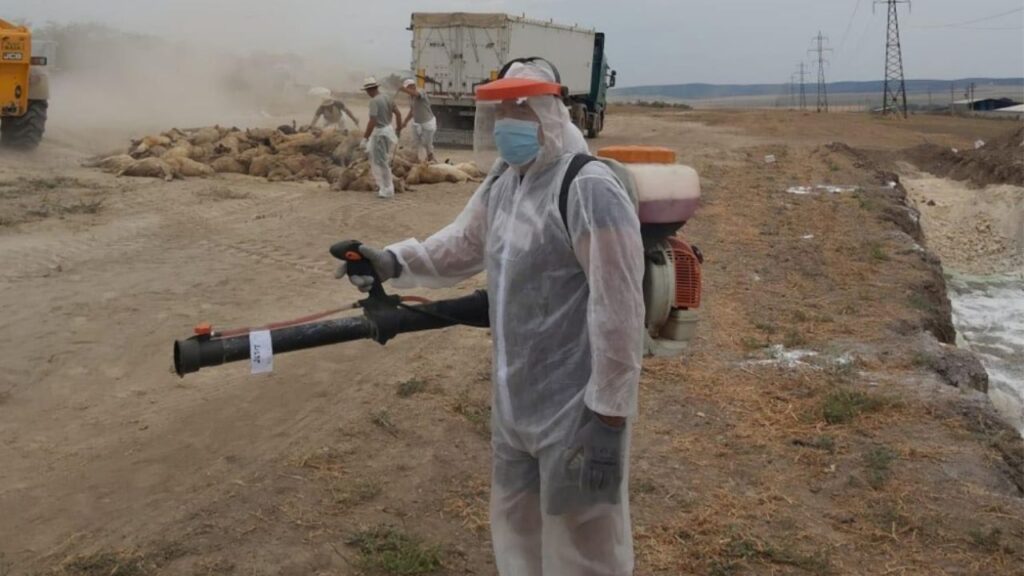 Focar de Pestă la ovine în judeţul Mureş pesta ovine